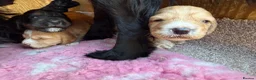 Cocker Spaniel dogs for sale: 1 puppy remaining cocker spaniels ready 07/05 - Advert 25