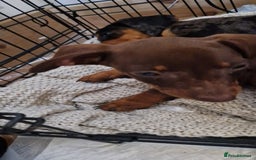 Dachshund dogs for sale: Bruce and Lois looking for their forever homes - Image 2