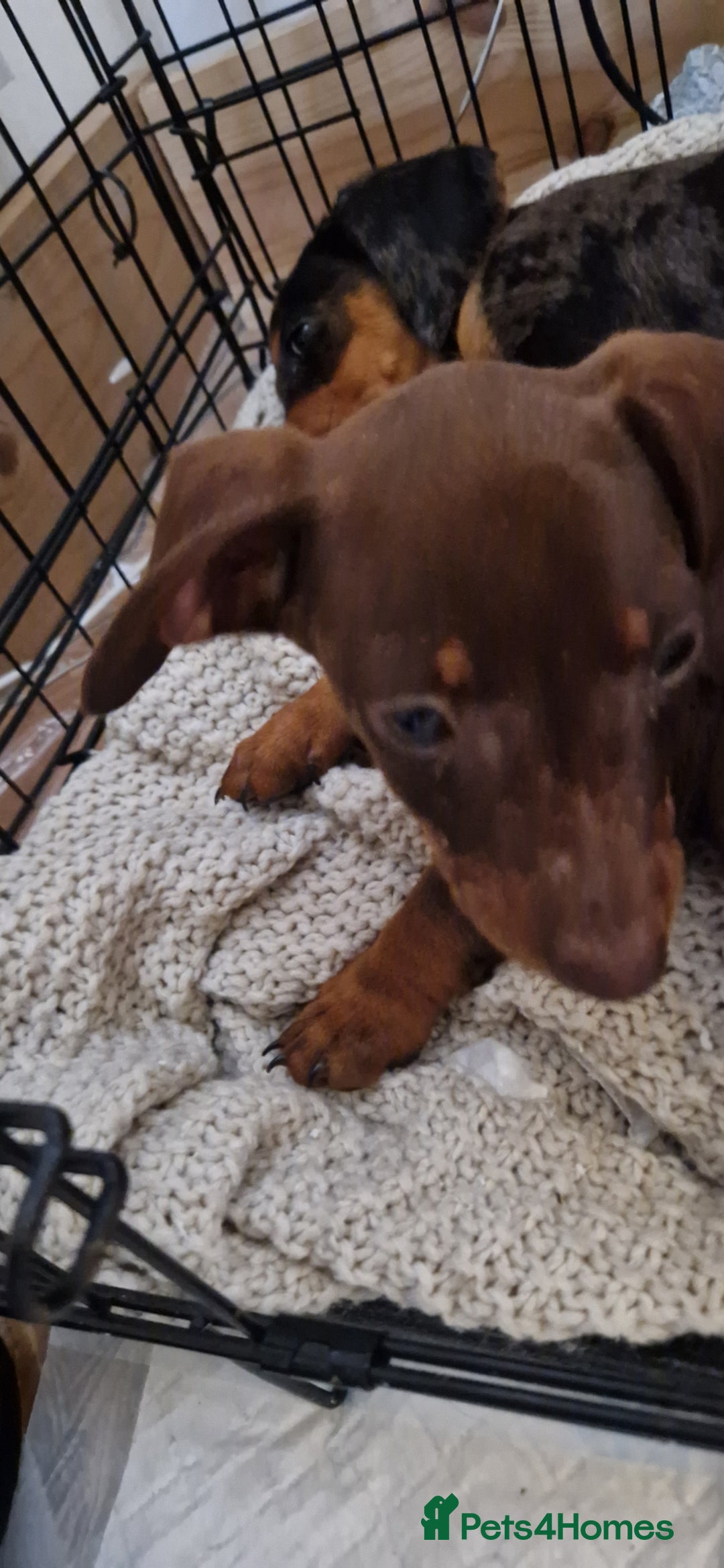 Dachshund dogs for sale: Bruce and Lois looking for their forever homes - Image 2