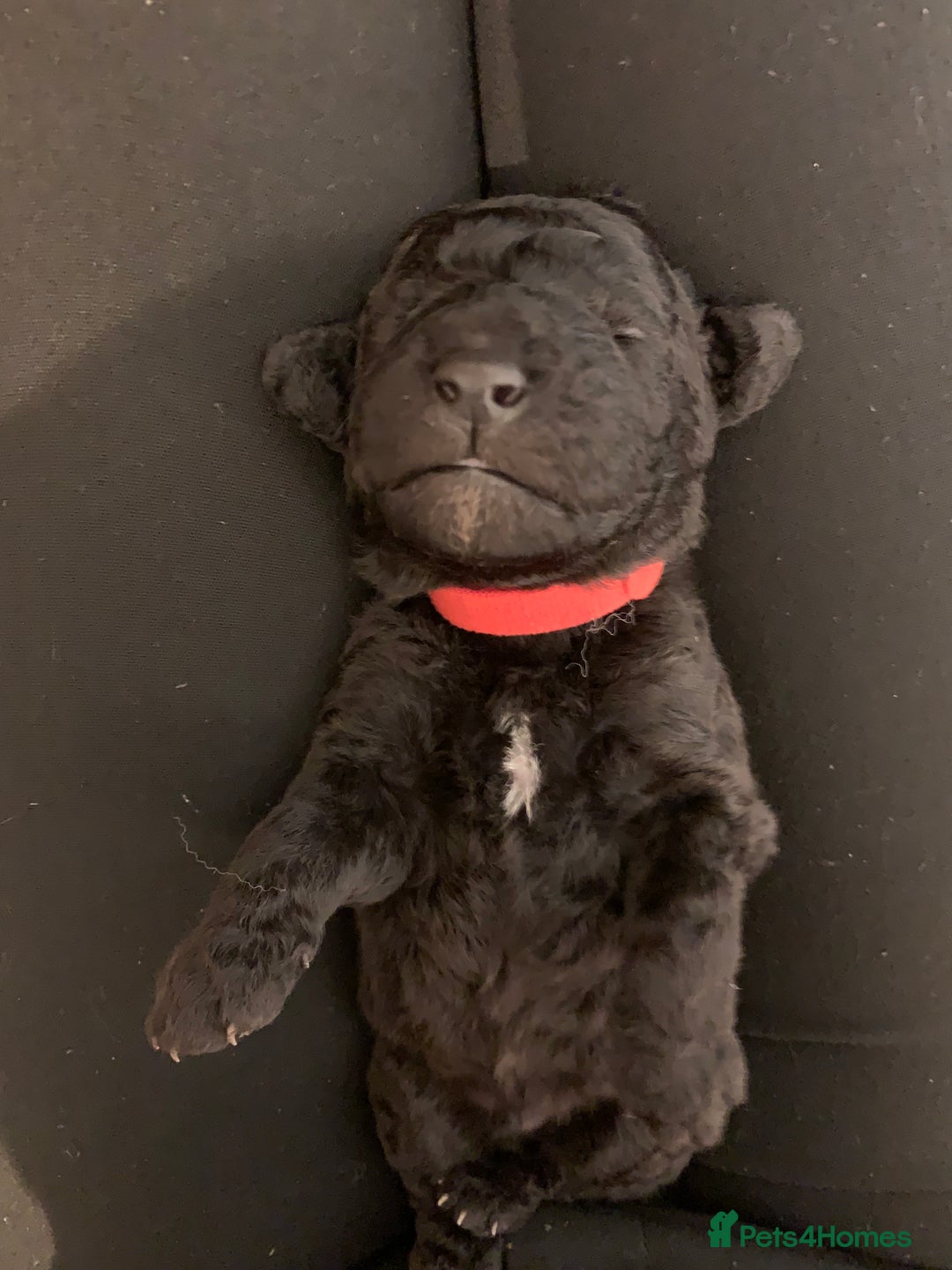 Labradoodle dogs for sale: Adorable Home-Raised F2B Labradoodle Puppies - Advert 16