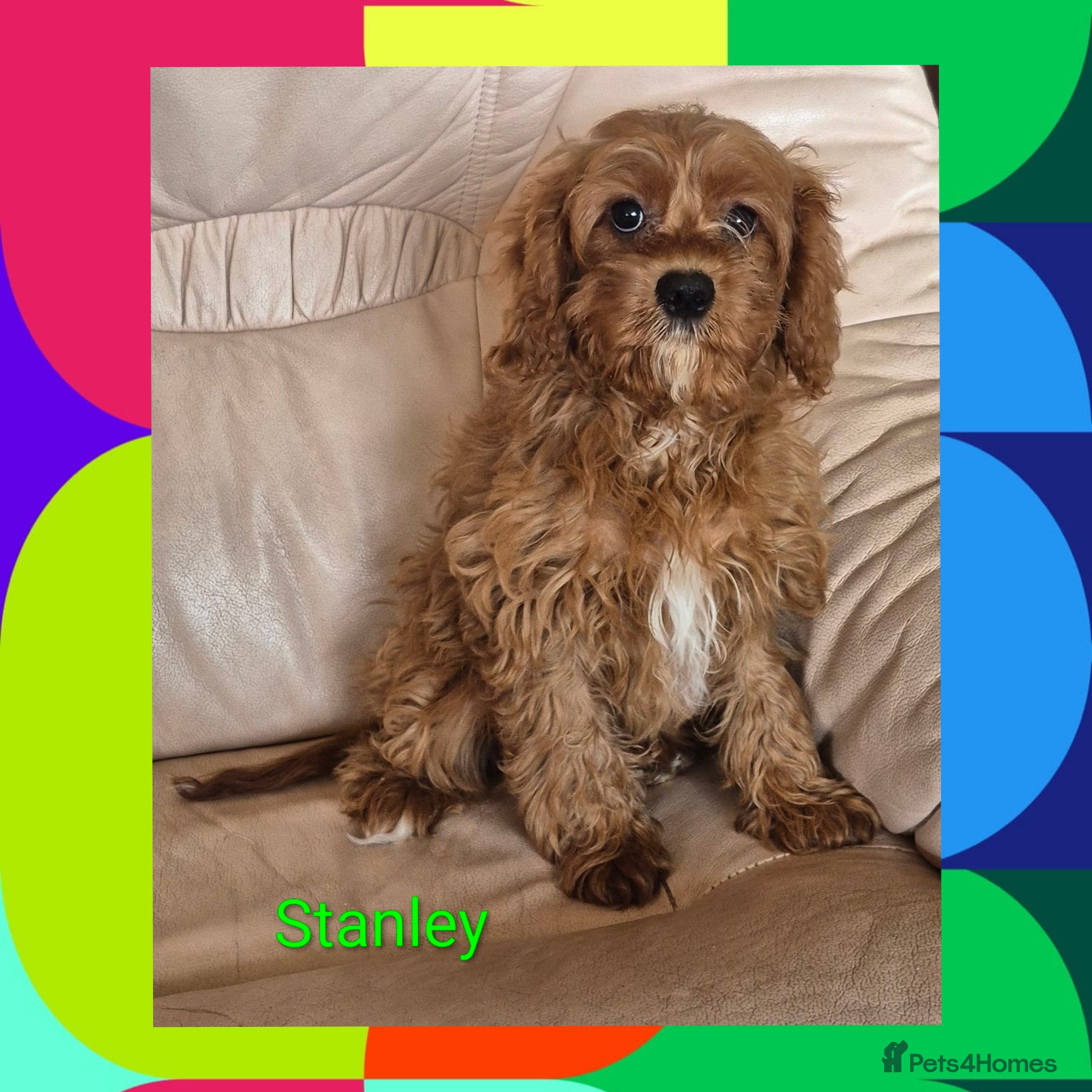Cavapoo dogs for sale: Beautiful red apricot Cavapoo boy - Advert 1