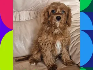Cavapoo dogs Beautiful red apricot Cavapoo boy - Advert 6