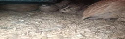 Quail poultry for sale: Female quail for sale  - Advert 2