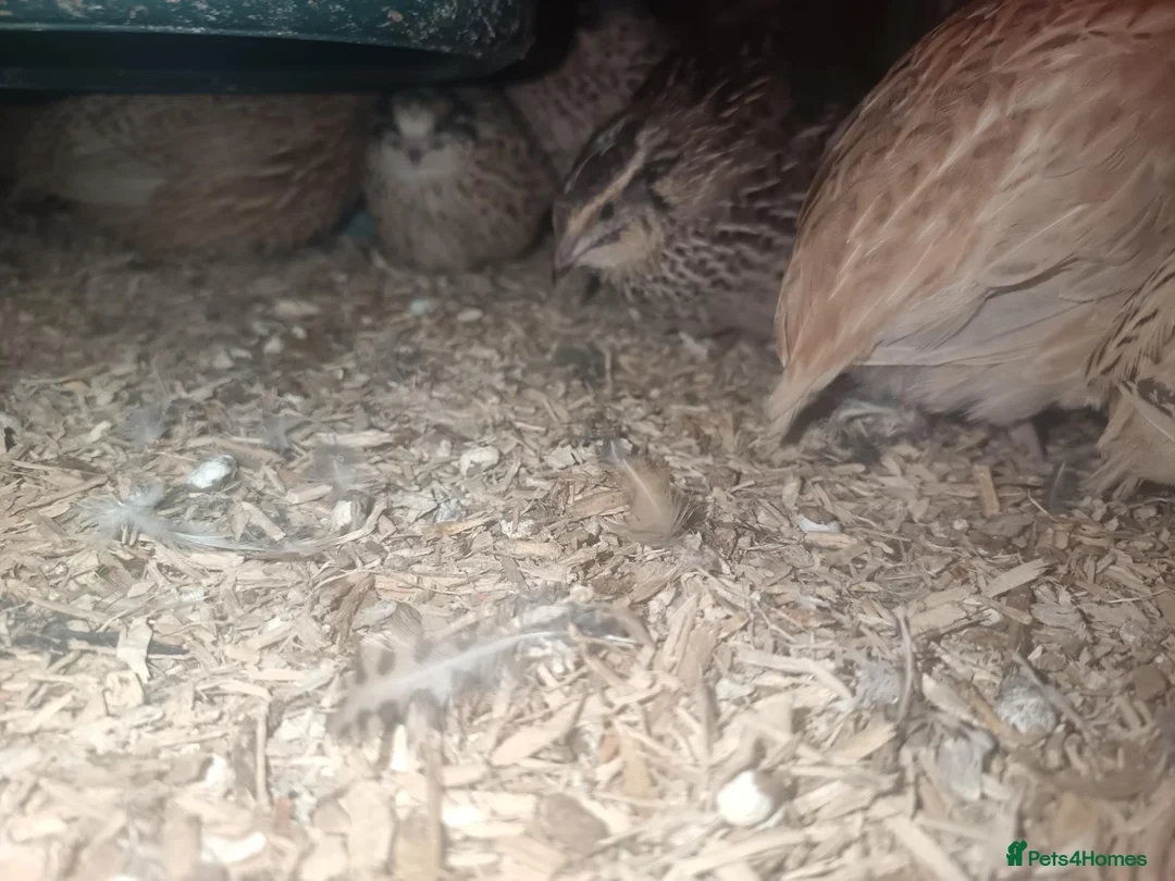Quail poultry for sale: Female quail for sale  - Advert 2