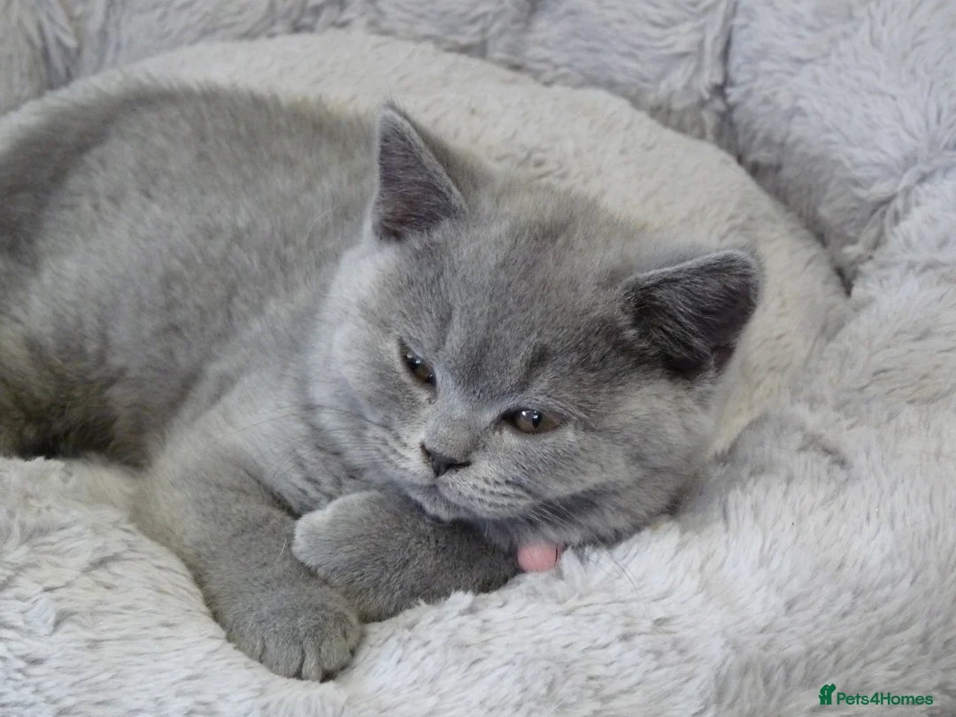 British Shorthair cats for sale: four beautiful british shorthair kittens for sale - Advert 21