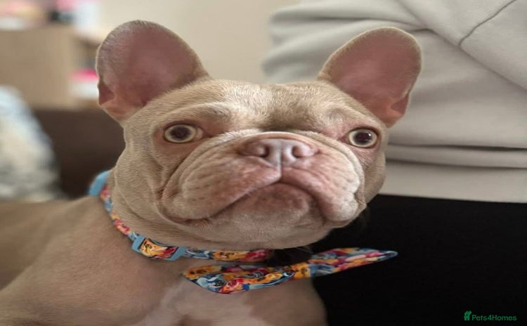 French Bulldog dogs - Advert 1