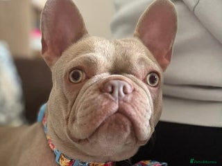 French Bulldog dogs - Advert 4
