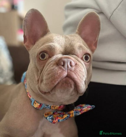 French Bulldog dogs - Advert 2