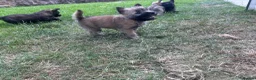 Cairn Terrier dogs for sale: KC Registered Cairn Terrier Pups - Advert 3