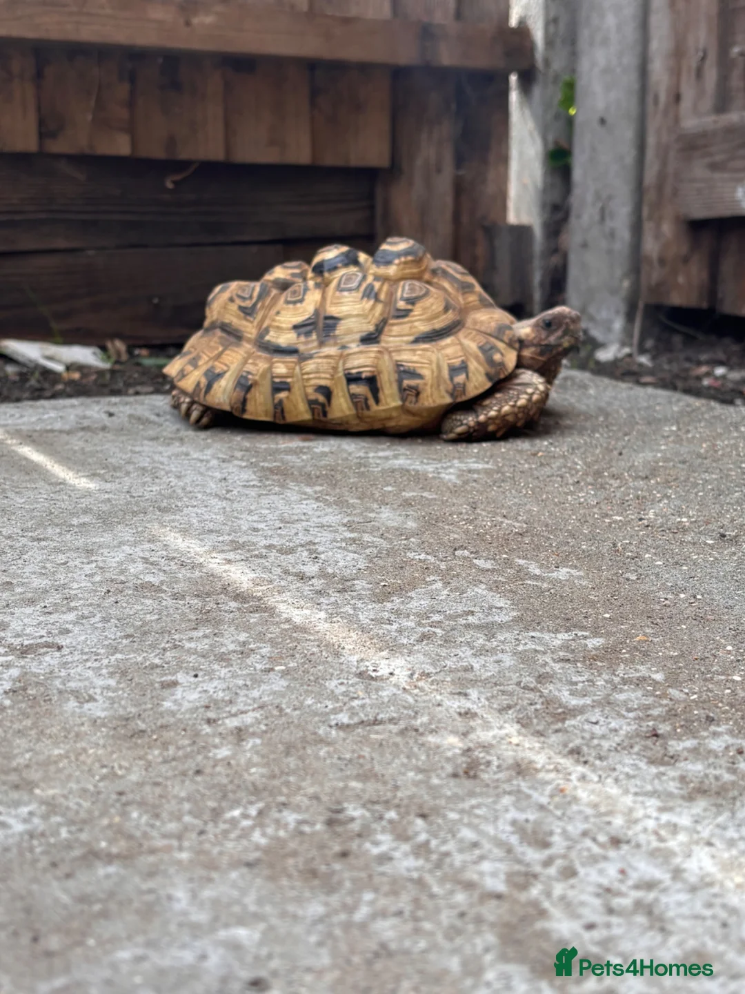 Tortoise reptiles for sale: Male leopard tortoise  - Advert 4