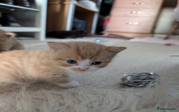 British Shorthair cats for sale: Kittens from loving country cottage home - Image 5