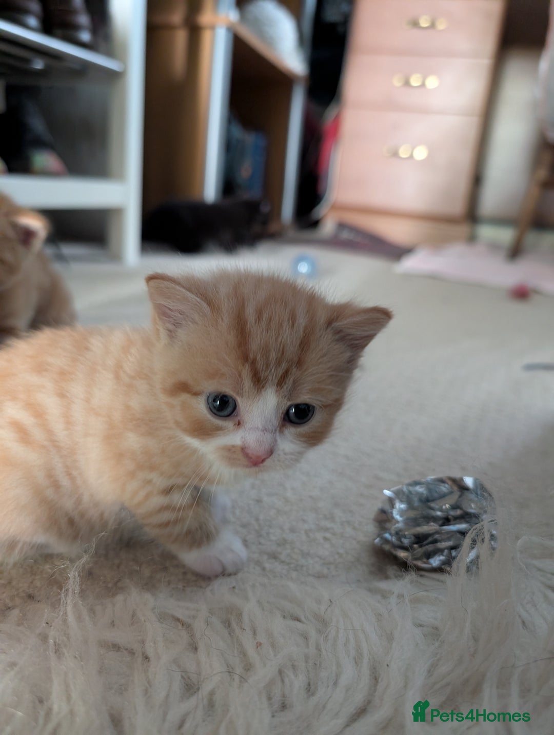 British Shorthair cats for sale: Kittens from loving country cottage home - Image 5