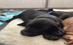 Mixed Breed dogs for sale: Cane corso x spaniel  - Image 5