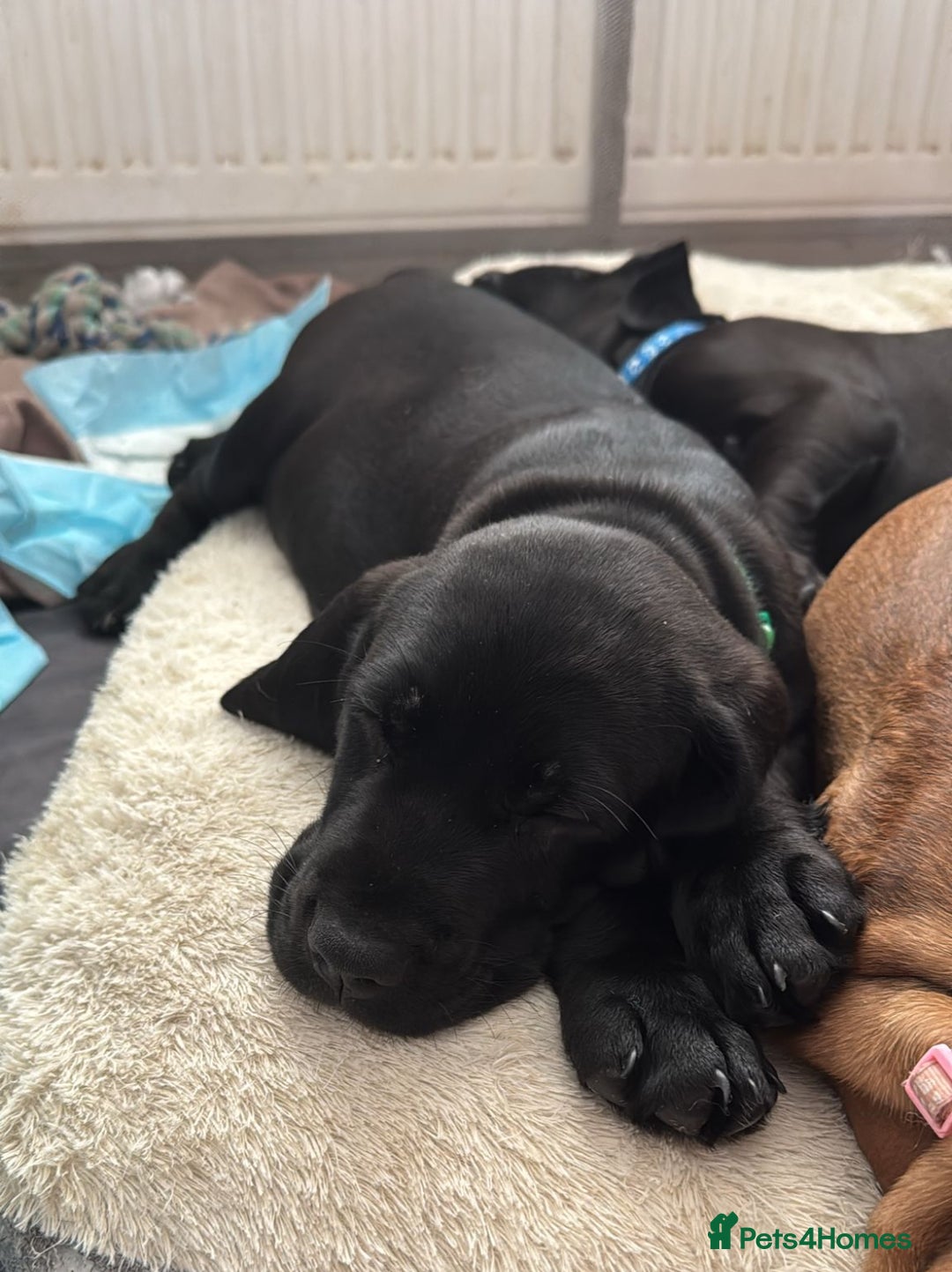 Mixed Breed dogs for sale: Cane corso x spaniel  - Image 5