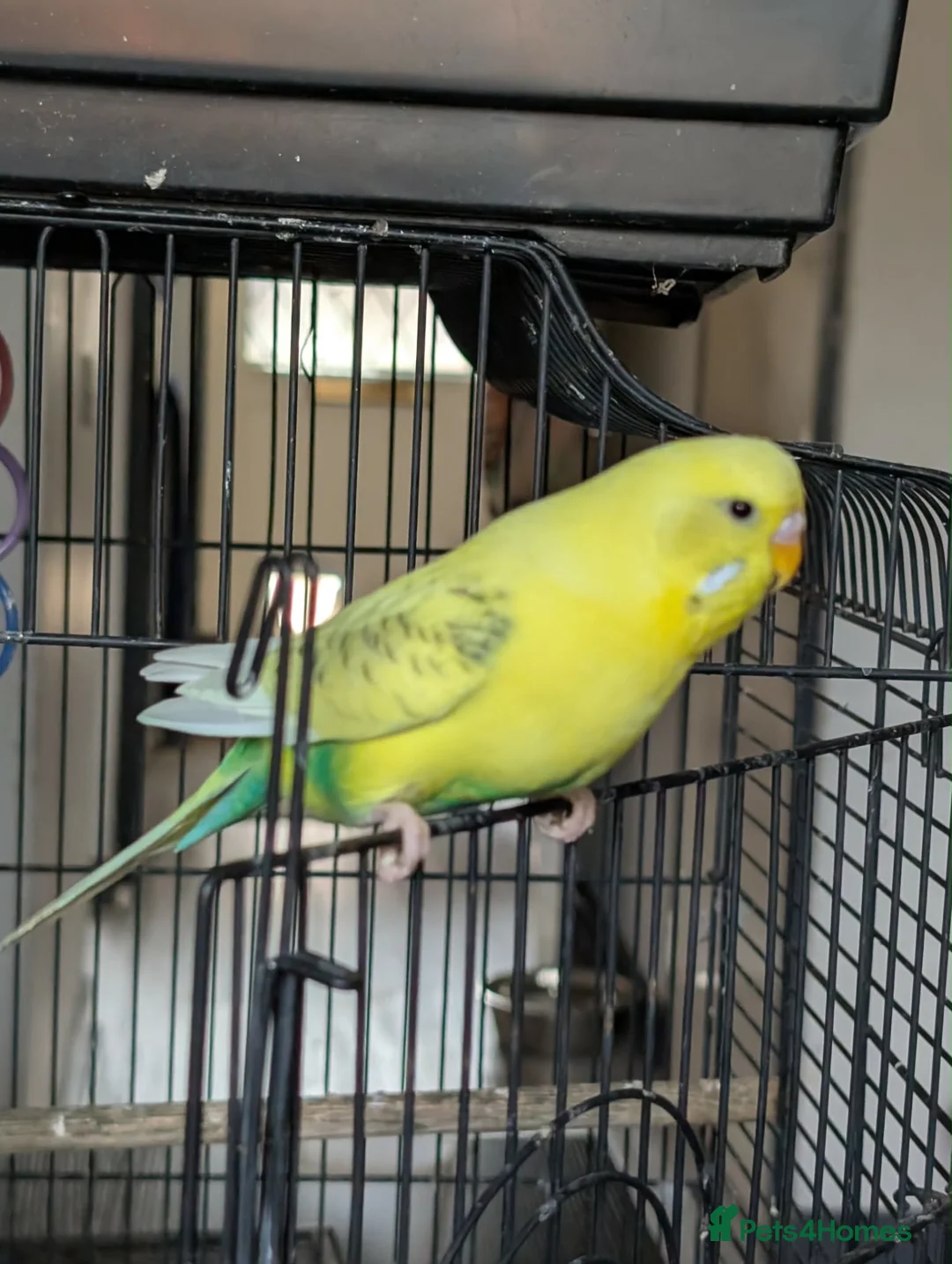 Budgerigars birds for sale: Budgie chicks  in Milton Keynes - Advert 2