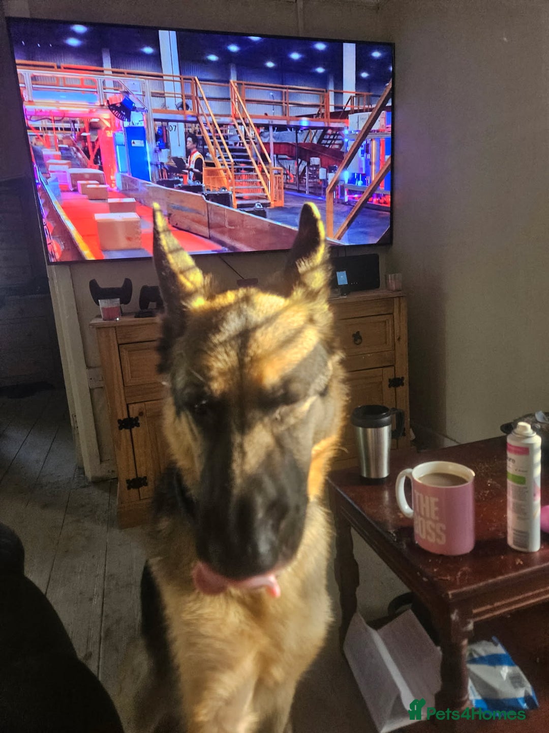German Shepherd dogs for sale: Good dog - Image 1