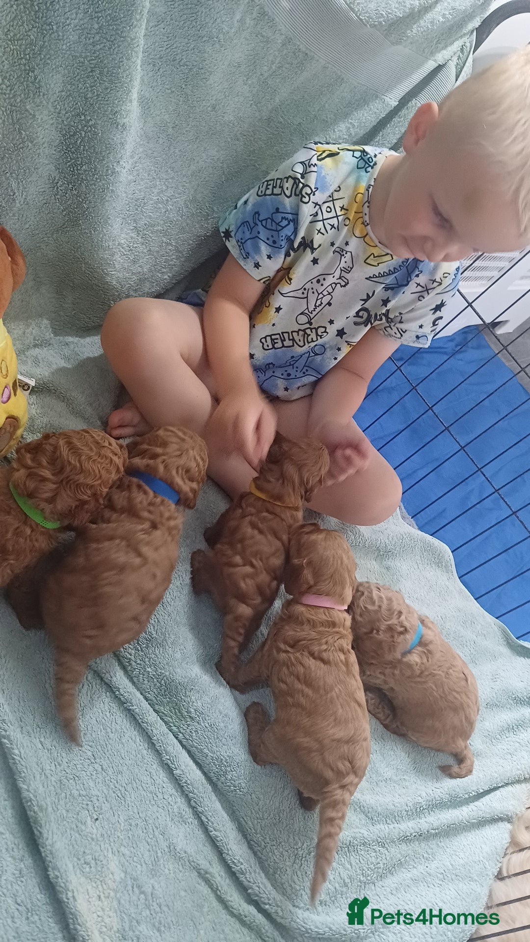 Cockapoo dogs for sale: 3 beautiful cockapoo boys - Image 17