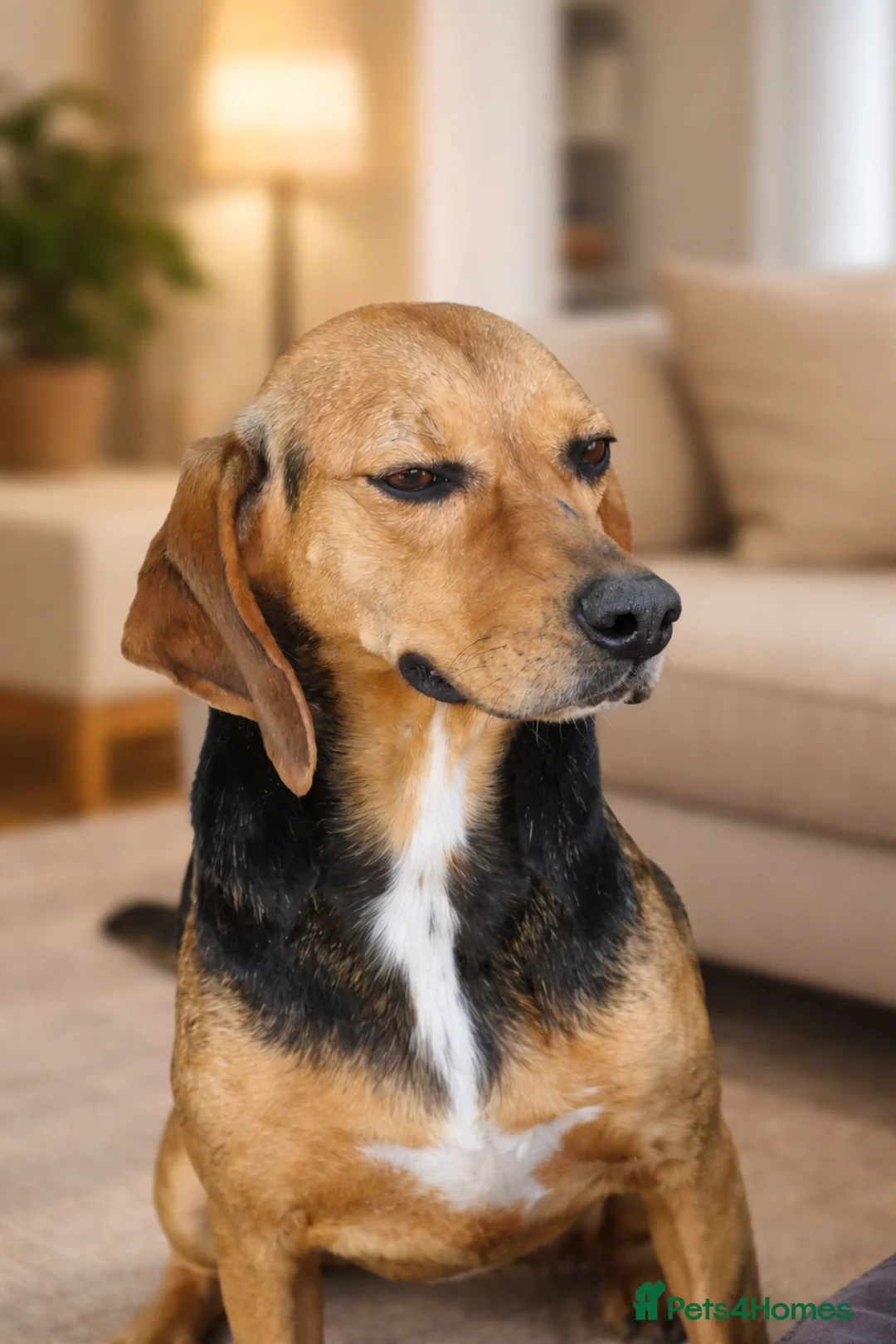 Mixed Breed dogs for adoption: Elsi was once unwanted now she is ready to belong - Advert 1