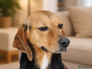 Mixed Breed dogs Elsi was once unwanted now she is ready to belong - Advert 1