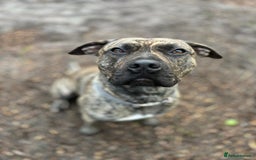 Mixed Breed dogs for adoption: Nile  - Image 3