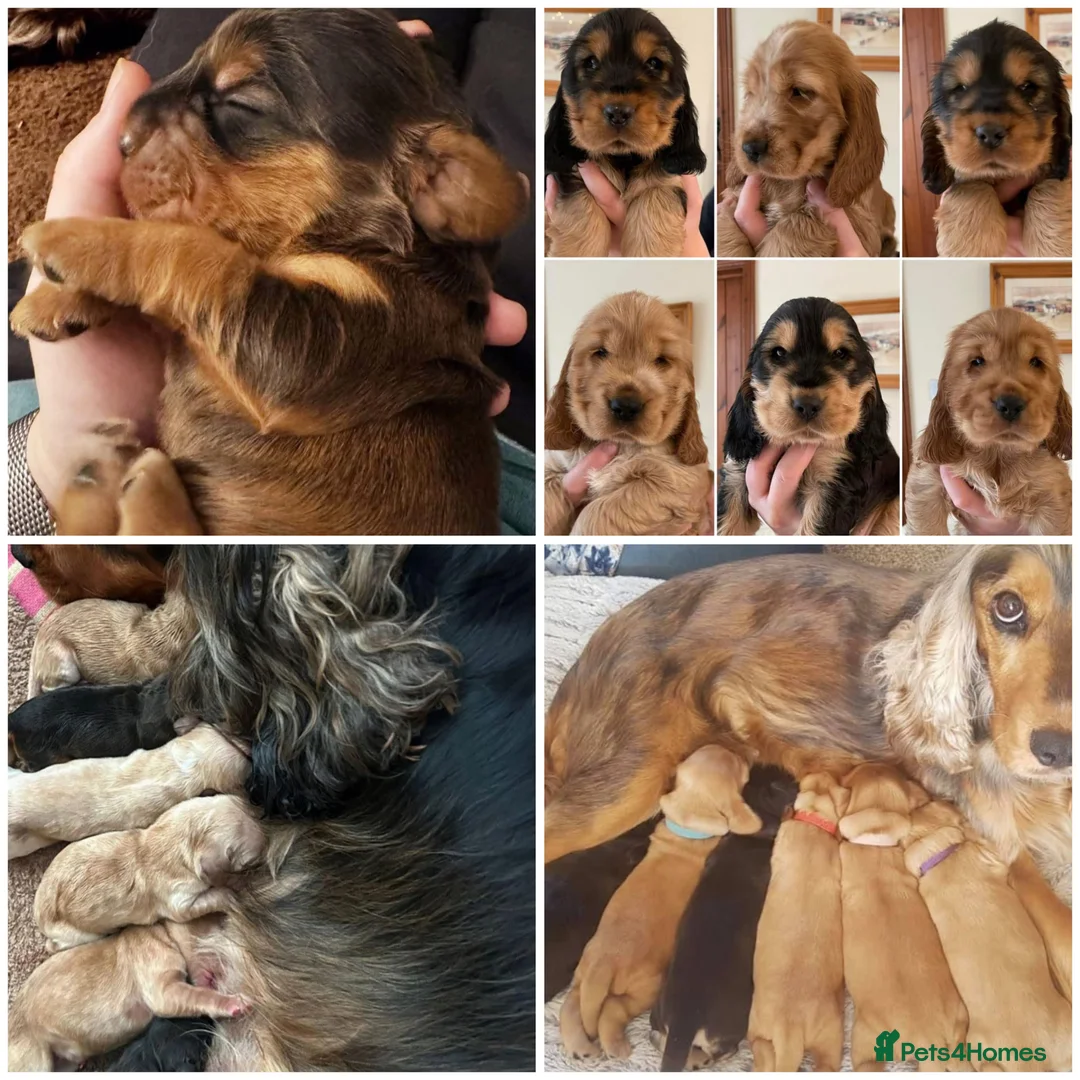 Cocker Spaniel dogs for stud: *Mungo* GOLDEN Show Cocker PEDIGREE BEST TESTED in Bradford-on-Avon - Advert 29