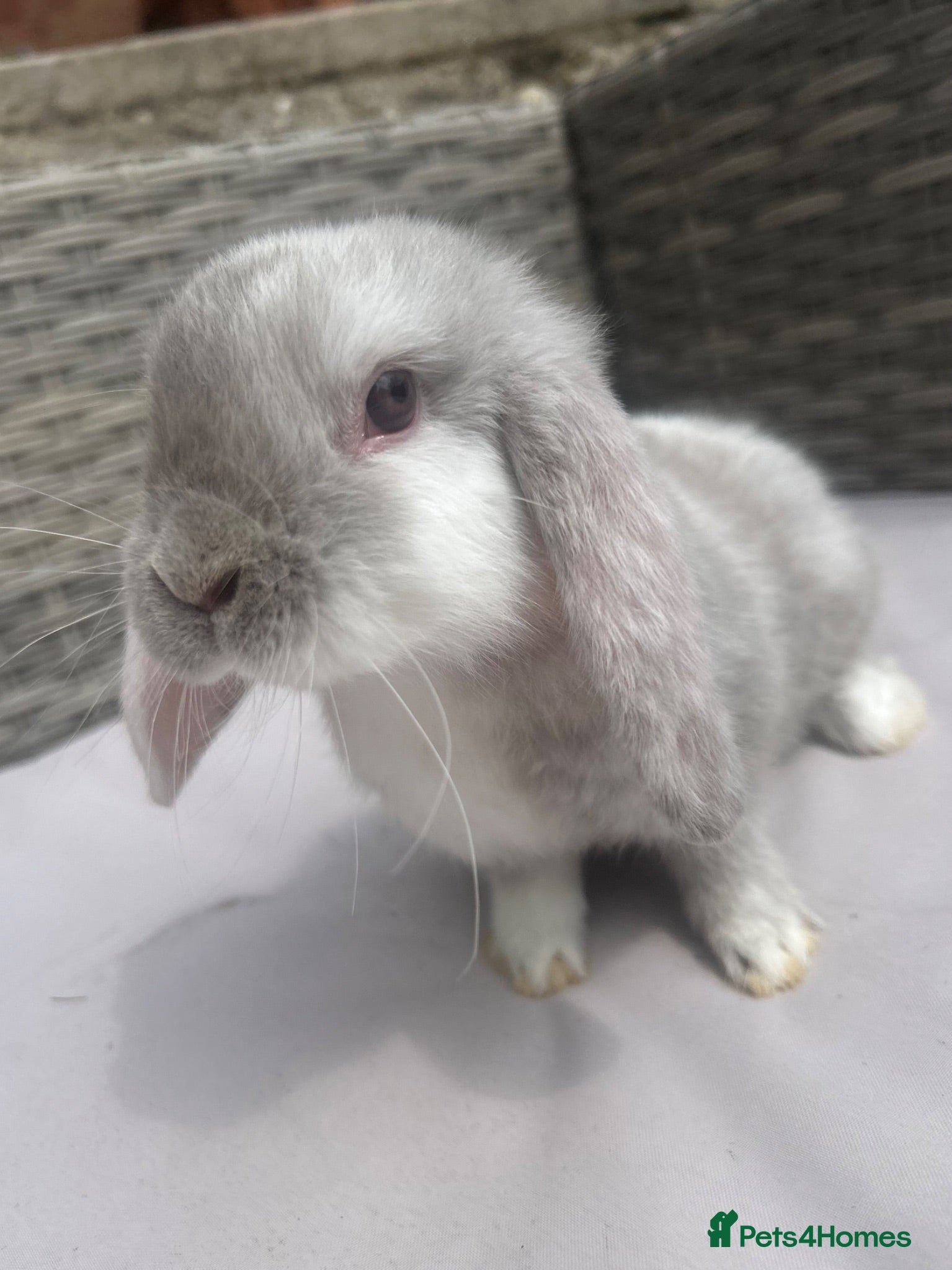 Mini Lop rabbits Beautiful baby mini lop rabbits  - Advert 1