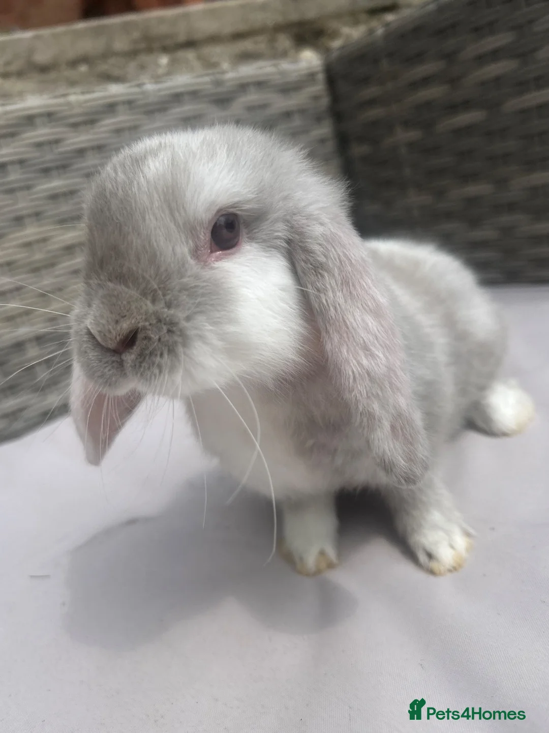 Mini Lop rabbits for sale: Beautiful baby mini lop rabbits  - Advert 1