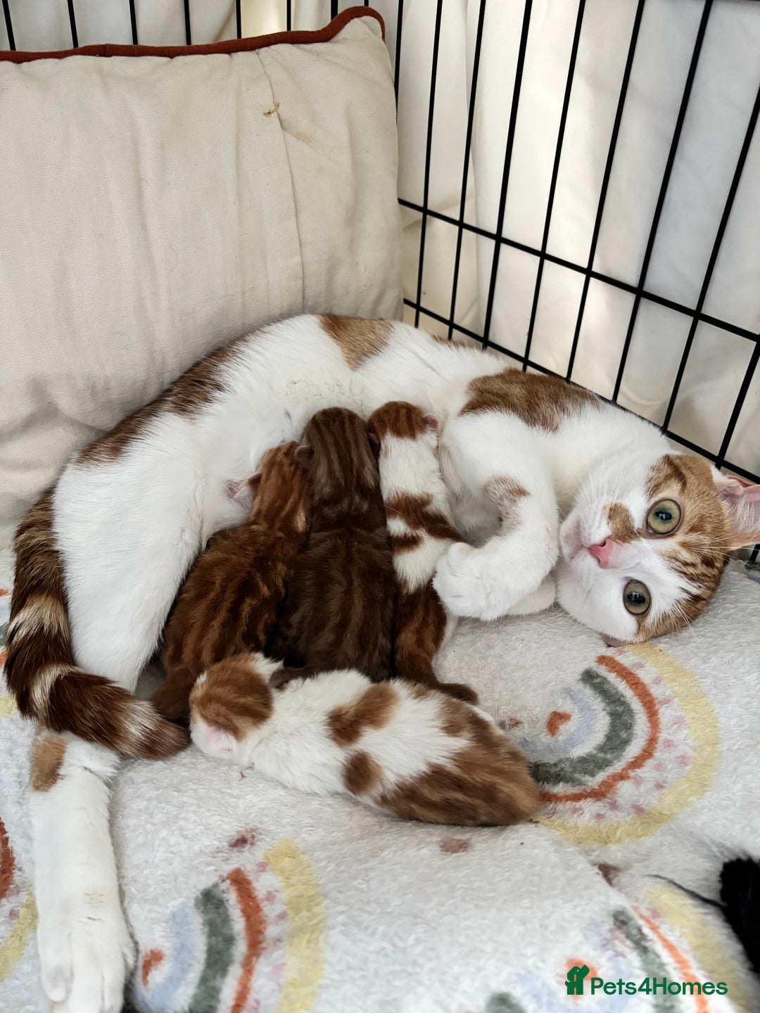 Domestic Shorthair cats for sale: Domestic shorthair kittens - Image 9