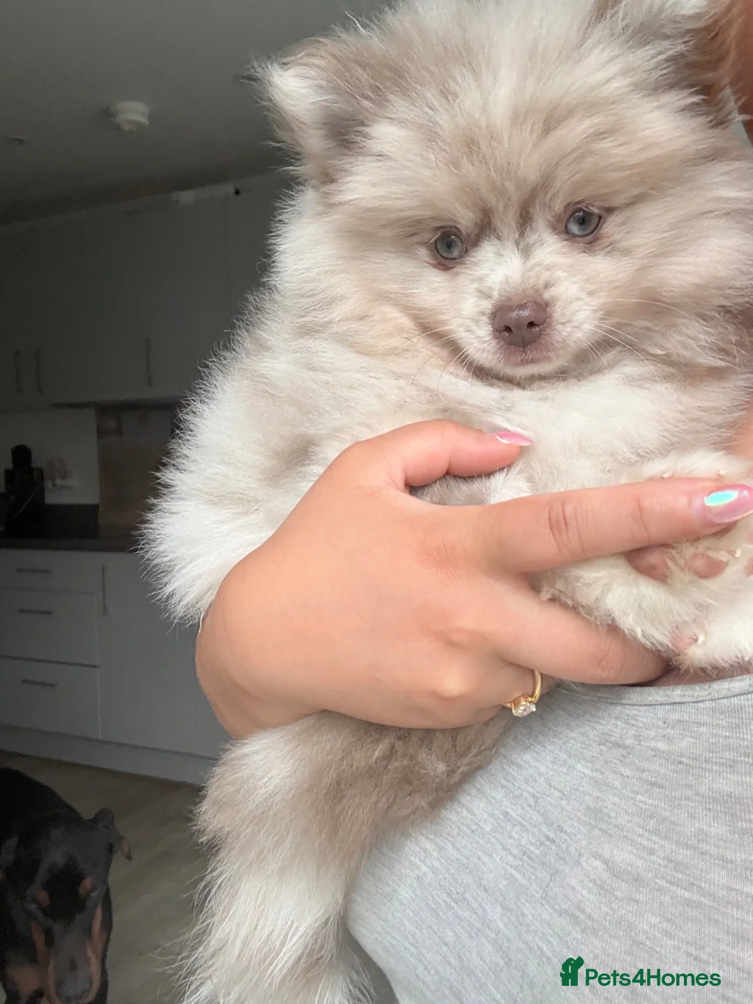 Pomeranian dogs for sale: White, Lilac, Merle Female Pomeranian  - Advert 1