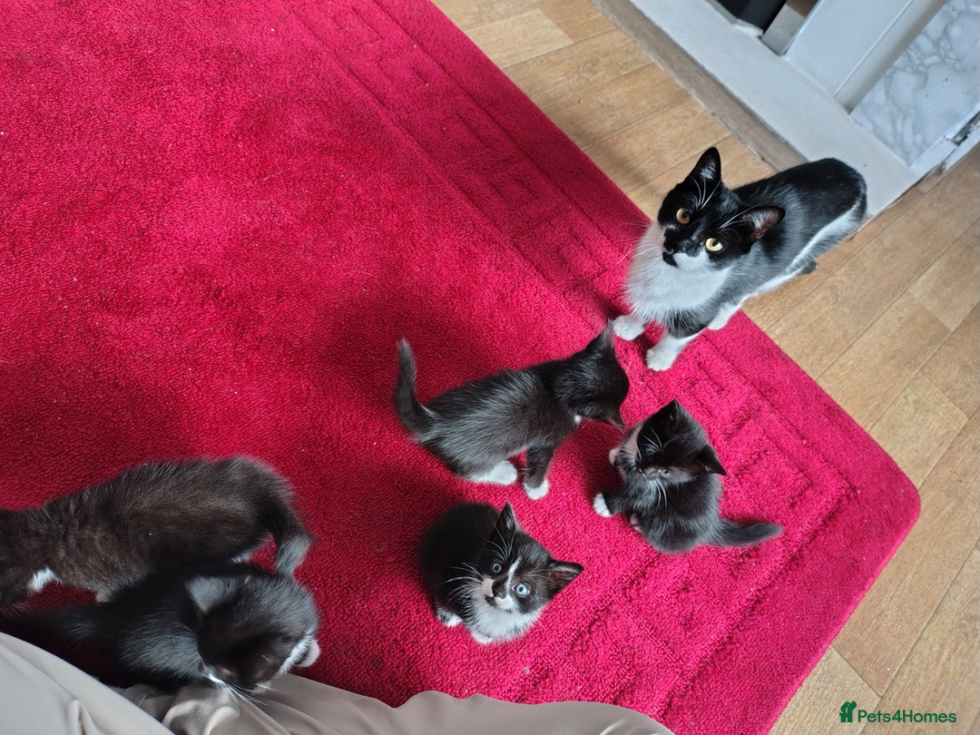 Mixed Breed cats for sale: 5 adorable kittens  - Image 3