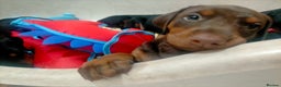 Dobermann dogs for sale: Dobermann puppies - Advert 34
