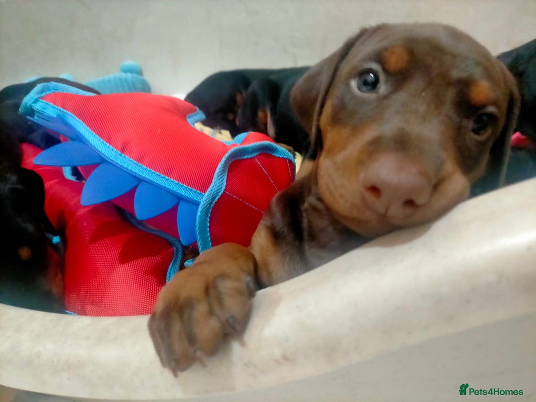 Dobermann dogs for sale: Dobermann puppies - Advert 34