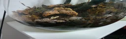Mixed Breed livestock for sale: Dairy Cow Isopods (whole colony (40) and soil) in Swindon - Advert 2