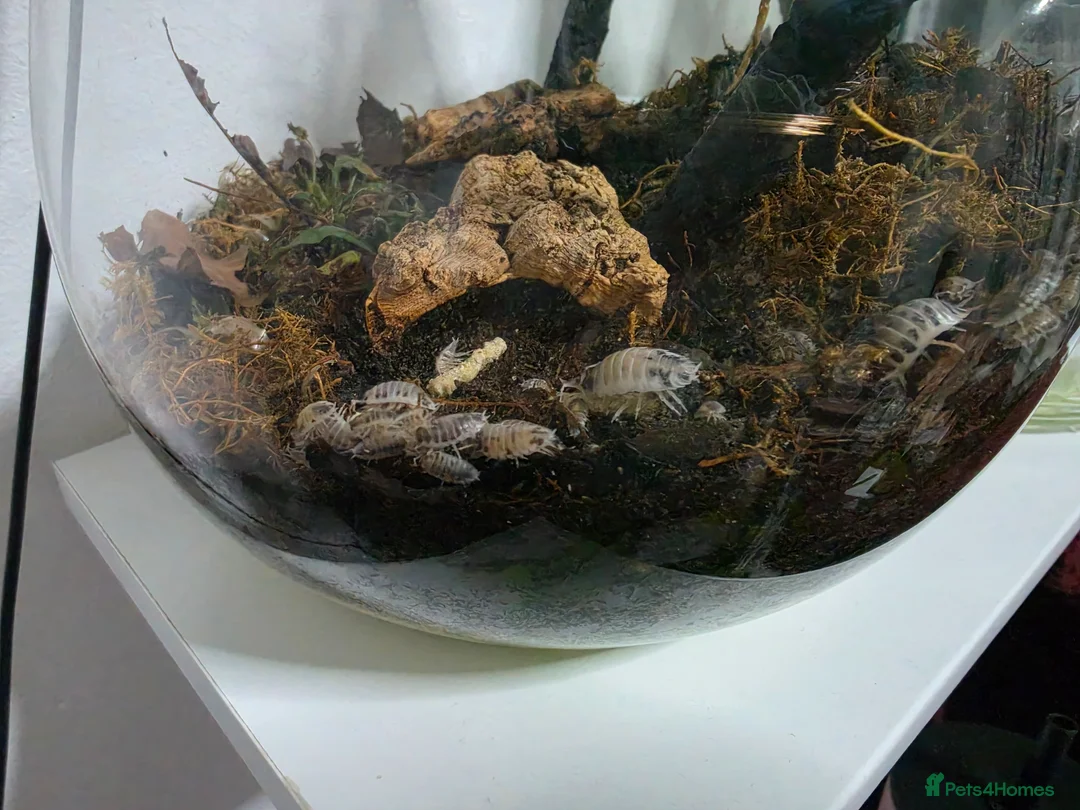 Mixed Breed livestock for sale: Dairy Cow Isopods (whole colony (40) and soil) in Swindon - Advert 2
