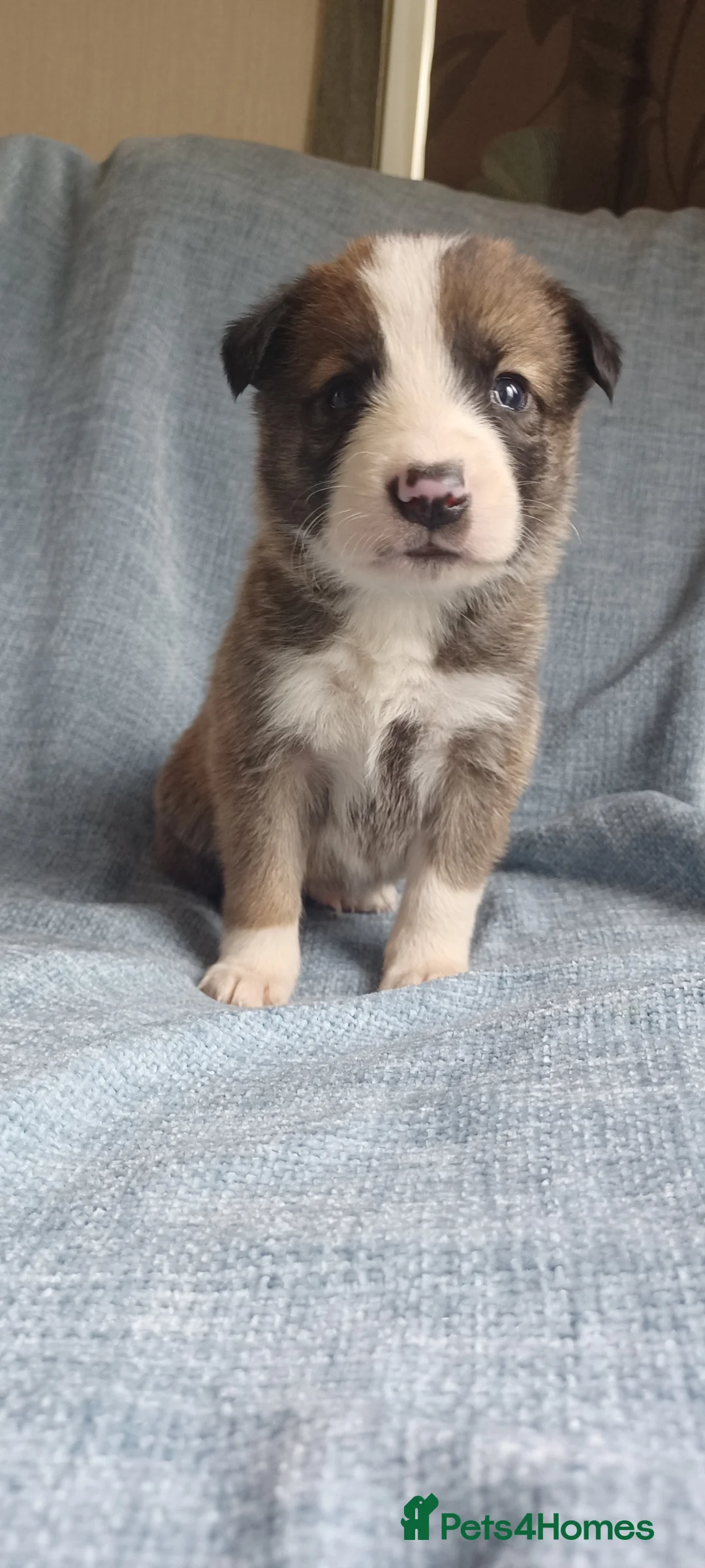 Border Collie dogs for sale: Collie puppies for sale ONLY BOYS AVAILABLE - Advert 16