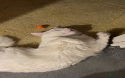 Mixed Breed cats for sale: White kitten - Image 1