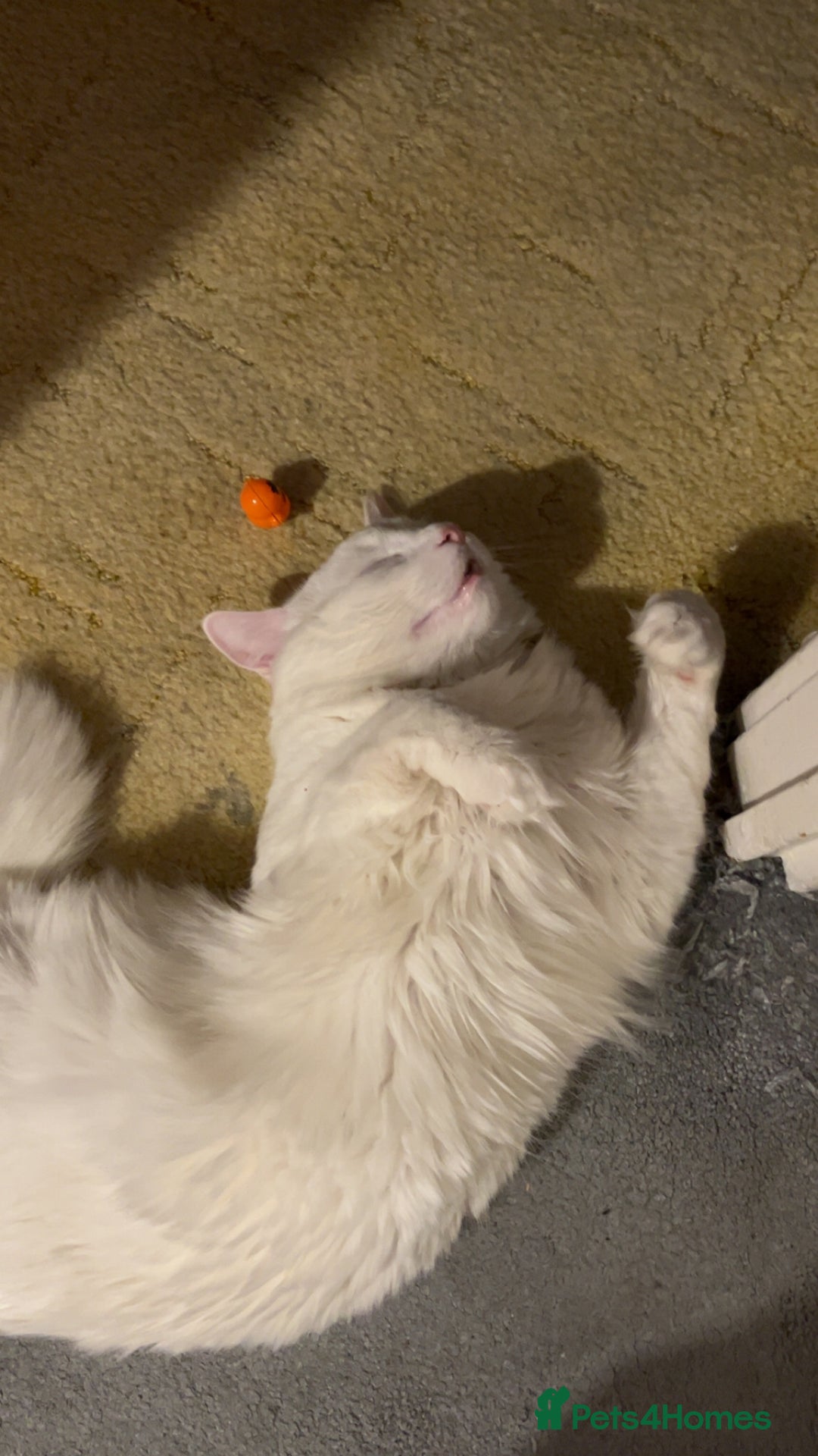 Mixed Breed cats for sale: White kitten - Image 1