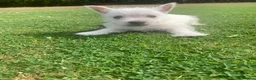 West Highland Terrier dogs for sale: 2 Westie Boys  - Advert 6