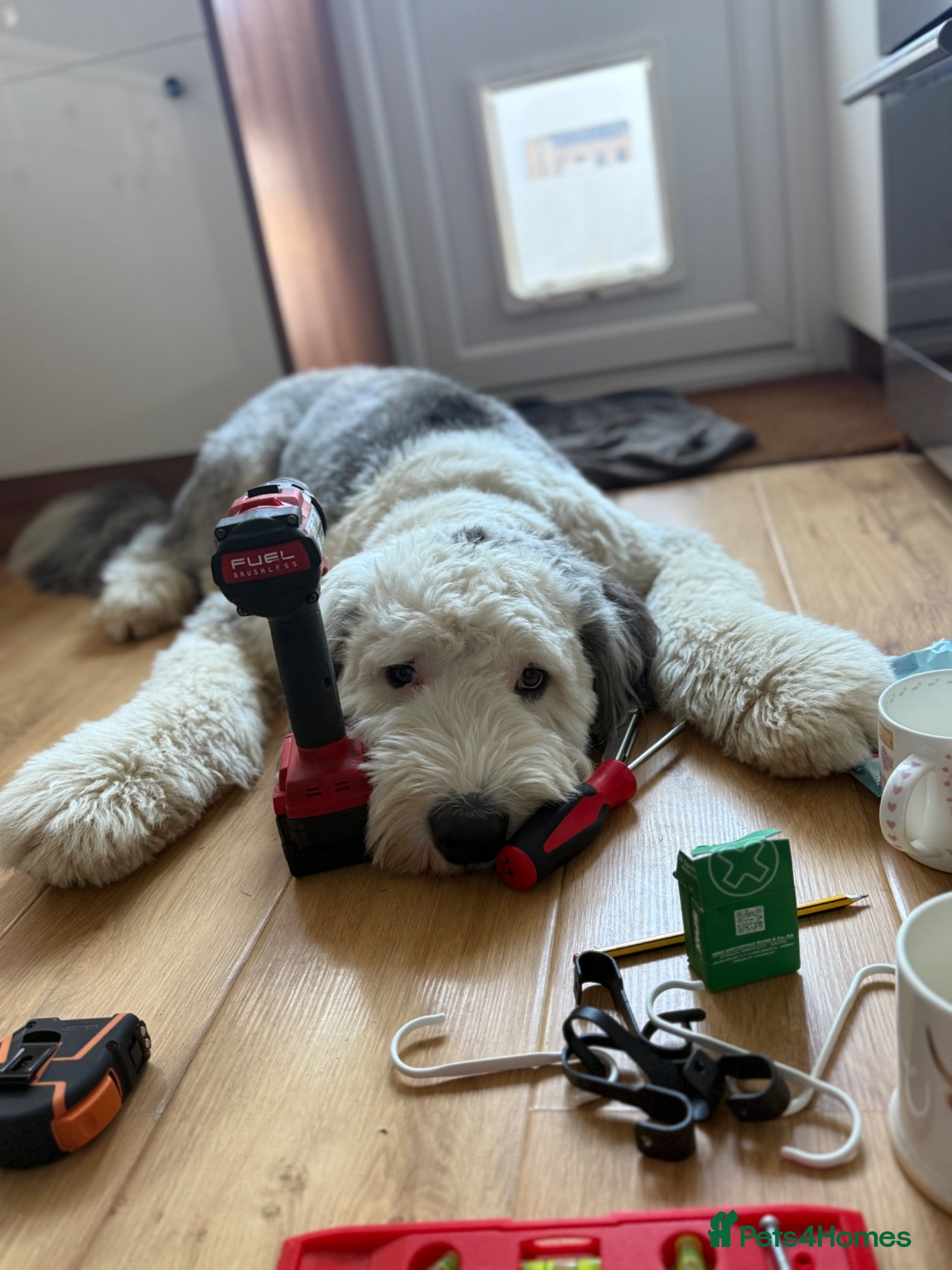 Old English Sheepdog dogs Old English Sheepdog for Stud KC Registered  - Advert 1