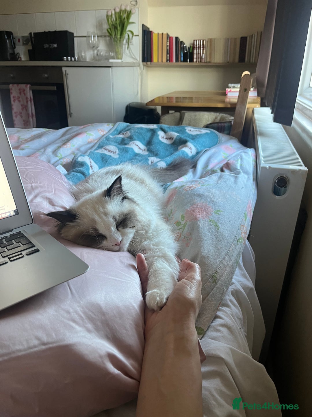 Ragdoll cats for sale: Beautiful Ragdoll Kittens (GCCF)TICA Reg. - Image 17