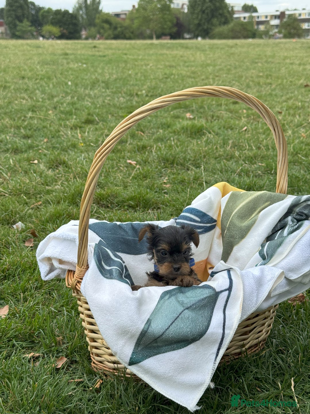 Yorkshire Terrier dogs for sale: Mini Yorkshire Terrier Puppies looking for Home - Image 4