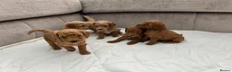 Mixed Breed dogs for sale: Poodles Pedigree -  Toy / Miniature  - Advert 6