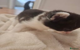 Mixed Breed cats for sale: Mixed colour kittens  - Image 16