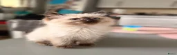 Ragdoll cats for sale: 1 girl left Seal point ragdoll - Advert 3