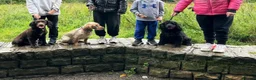 Cocker Spaniel dogs for sale: 4 year old cocker spaniels  - Advert 6
