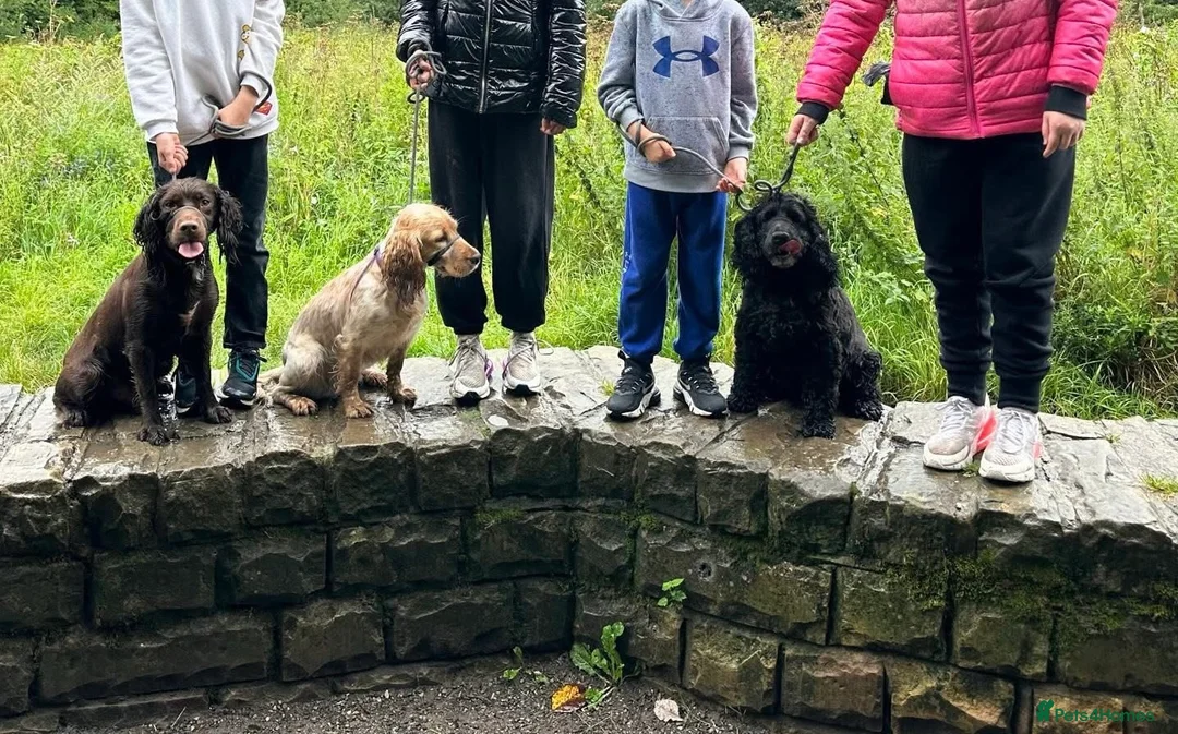 Cocker Spaniel dogs for sale: 4 year old cocker spaniels  - Advert 6