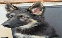 German Shepherd dogs for sale: Beautiful Female GSD - Image 7
