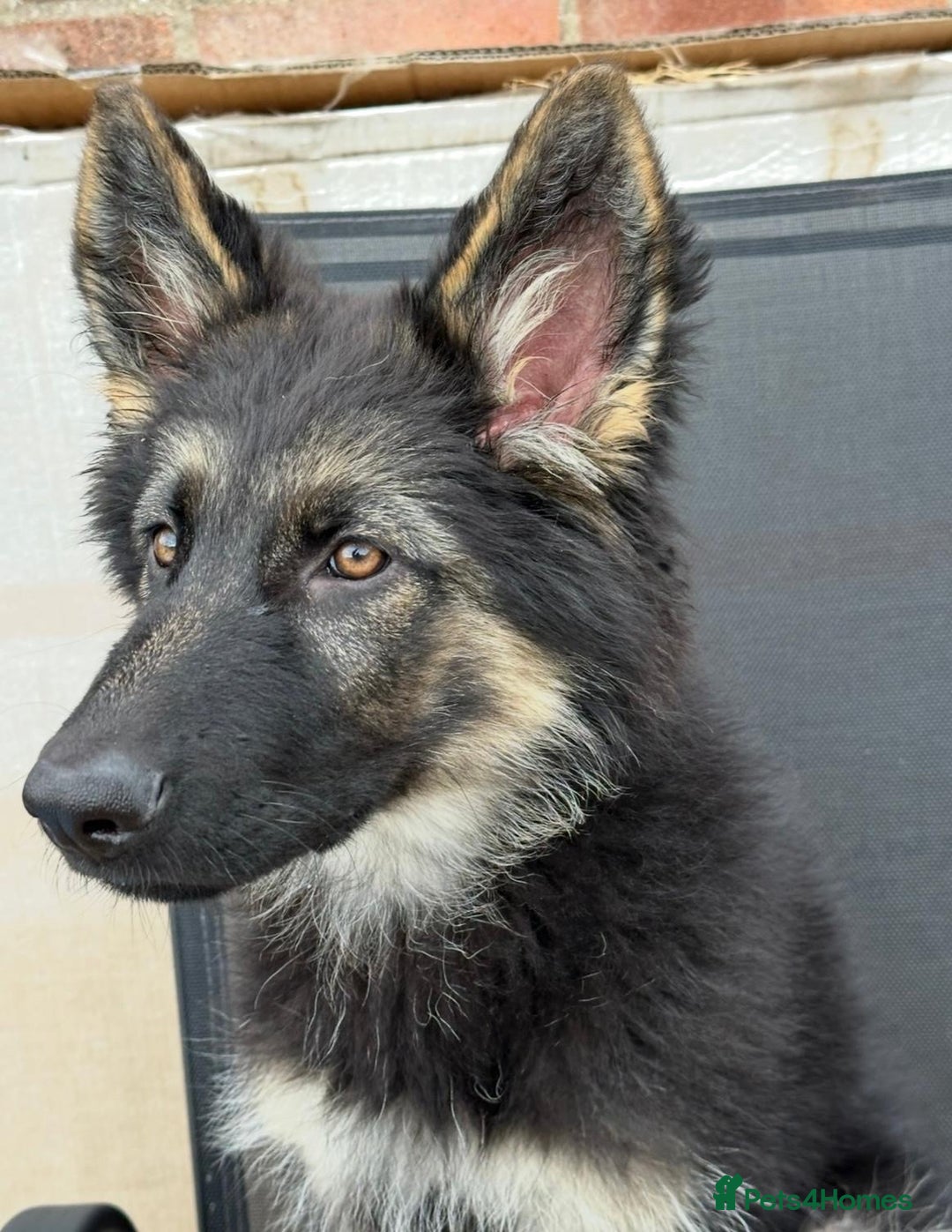 German Shepherd dogs for sale: Beautiful Female GSD - Image 7