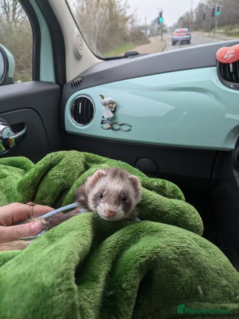 Ferret rodents in Hitchin - Advert 16