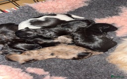 Lhasapoo dogs for sale: 9 stunning lhasapoo’s  - Image 1